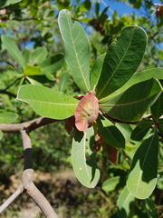Terminalia brachystemma brachystemma
