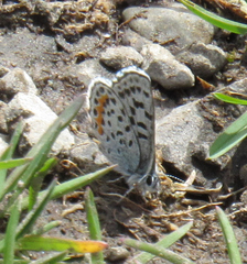 Euphilotes ancilla