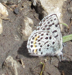 Euphilotes ancilla