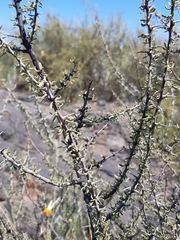 Bougainvillea spinosa