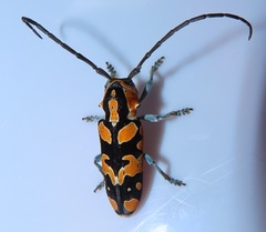 Tragocephala variegata
