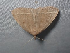 Zanclognatha marcidilinea