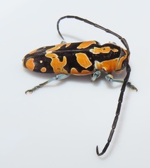 Tragocephala variegata