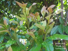 Cryptocarya concinna