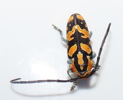 Tragocephala variegata