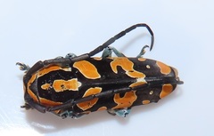 Tragocephala variegata