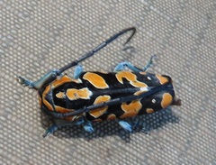 Tragocephala variegata