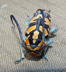 Tragocephala variegata
