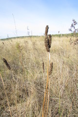 Plantago urvillei