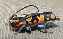 Tragocephala variegata