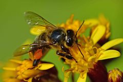 Apis mellifera