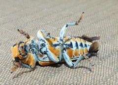 Tragocephala variegata