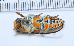 Tragocephala variegata