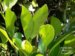 Cryptocarya concinna