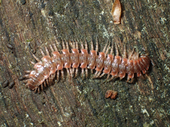 Pseudopolydesmus erasus