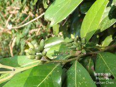 Cryptocarya concinna