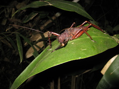 Panoploscelis armata