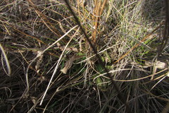 Plantago urvillei