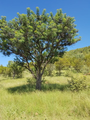Sclerocarya birrea caffra