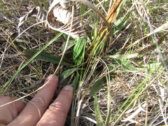 Plantago urvillei
