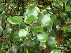 Cinnamomum reticulatum