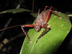 Panoploscelis armata