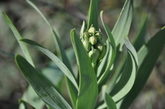 Fritillaria persica