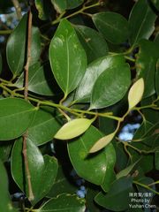 Cinnamomum reticulatum