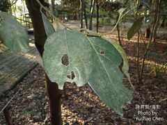 Cryptocarya elliptifolia