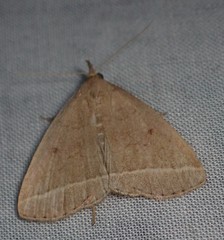 Zanclognatha marcidilinea