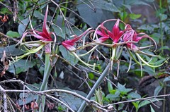 Hippeastrum cybister