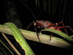 Panoploscelis armata