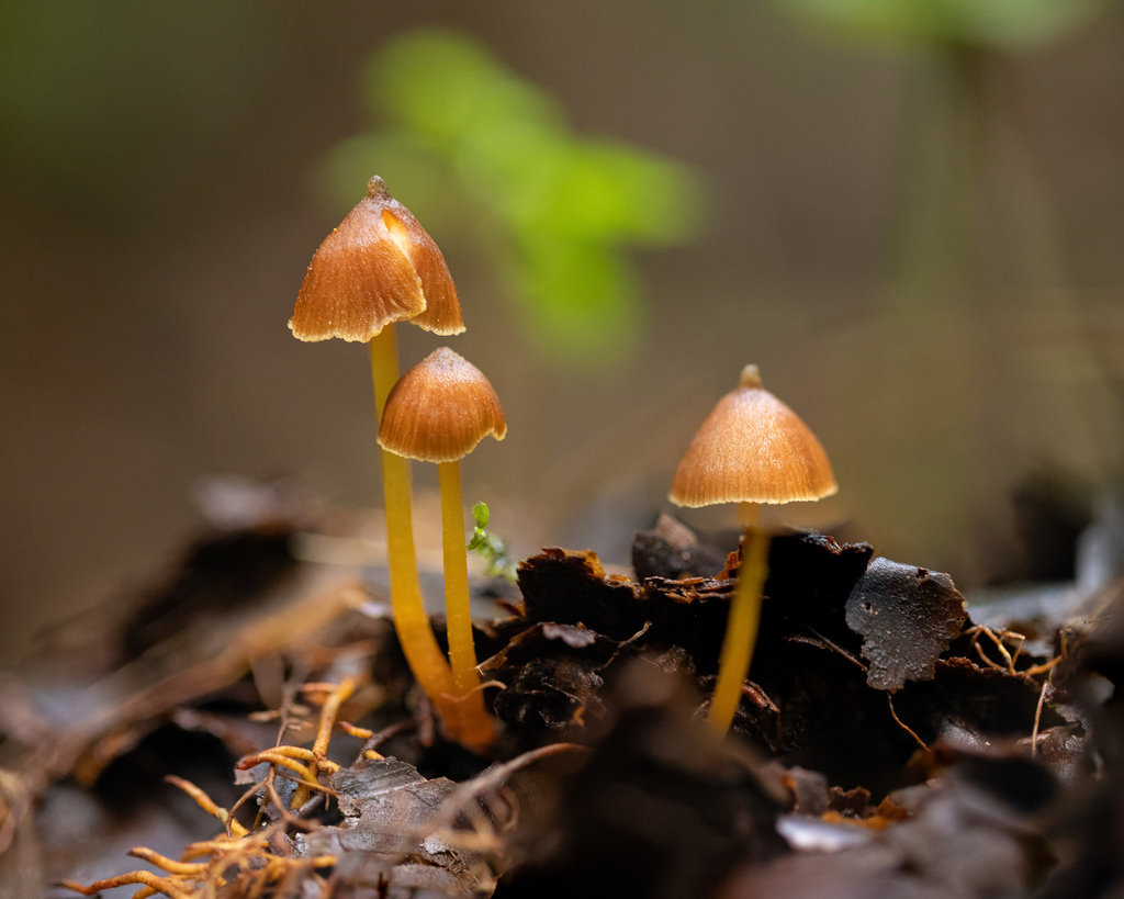 Entoloma dragoluteum