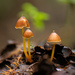 Entoloma dragoluteum - Photo 由 Denis Zabin 所上傳的 (c) Denis Zabin，保留部份權利CC BY