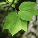 Striped Maple - Photo (c) Kevin Metcalf, some rights reserved (CC BY-NC), uploaded by Kevin Metcalf