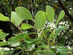 Cinnamomum reticulatum