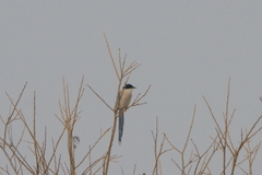 Cyanopica cyanus