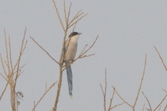 Cyanopica cyanus