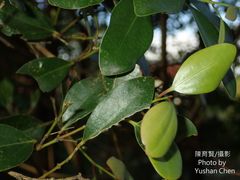 Cinnamomum reticulatum