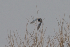 Cyanopica cyanus
