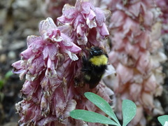 Bombus