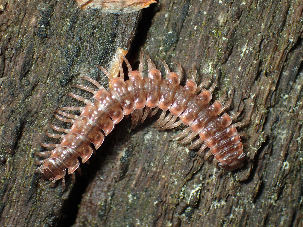 Pseudopolydesmus erasus