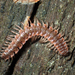 Pseudopolydesmus erasus - Photo (c) John P Friel, some rights reserved (CC BY), uploaded by John P Friel