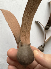 Dipterocarpus retusus