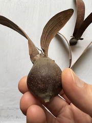 Dipterocarpus retusus