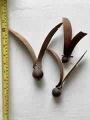 Dipterocarpus retusus