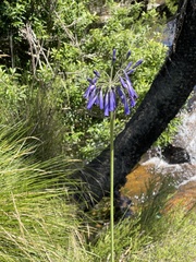 Agapanthus inapertus