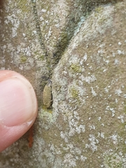 Narycia duplicella