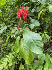 Pachystachys spicata