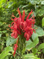 Pachystachys spicata